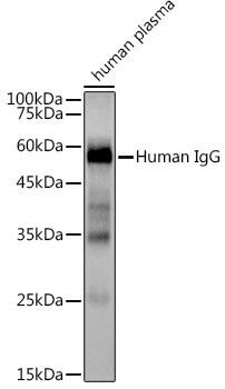 AntiHuman IgG Antibody Suitable for WB IHC Applications