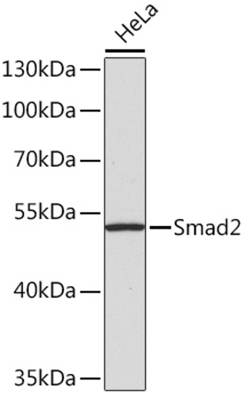 Smad2 Polyclonal Antibody | Assay Genie