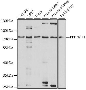 PP2A-B56delta/PR61delta/PPP2R5D Antibody | Assay Genie