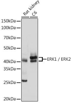 ERK1/ERK2 Antibody - Human,Mouse,Rat | Assay Genie