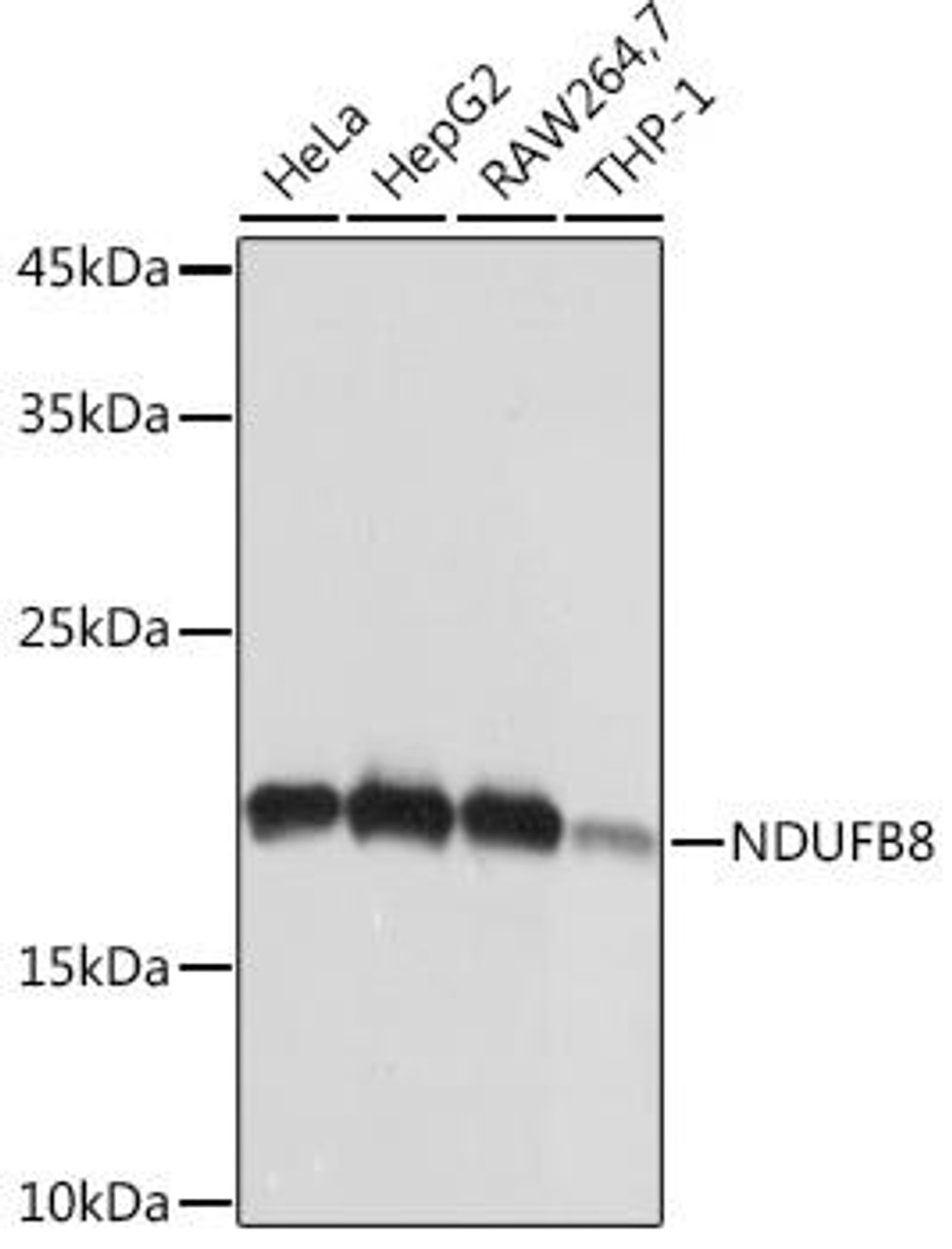 anti-ndufb8-monoclonal-antibody-cab19732