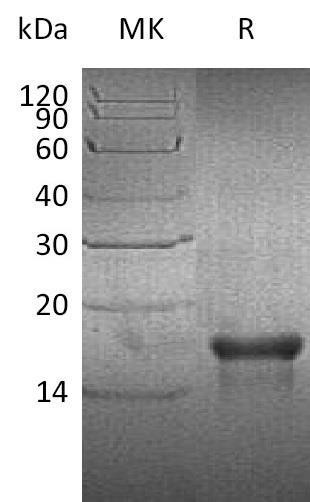 Human PDGFAA Protein (RPES2125)