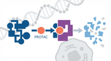 Targeted Protein Degradation: The Next Frontier in Oncology Drug Discovery