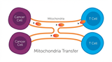 How Cancer Cells Hijack Immune Defenses Through Mitochondrial Transfer