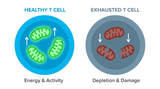 The Powerhouse of Immunity: How Mitochondrial Fitness Fuels the Fight Against Cancer