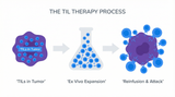 Tumor-Infiltrating Lymphocyte (TIL) Therapy: A New Era in Solid Tumor Treatment