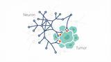 The Rise of Cancer Neuroscience: How Neural Circuits Drive Tumor Progression