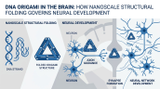 DNA Origami in the Brain: How Nanoscale Structural Folding Governs Neural Development