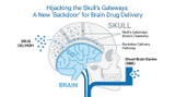 Hijacking the Skull's Gateways: A New 'Backdoor' for Brain Drug Delivery