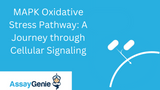 MAPK Oxidative Stress Pathway: A Journey through Cellular Signaling