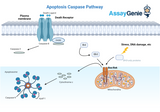 Apoptosis Caspase Pathways: A Closer Look at Cellular Suicide