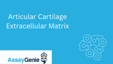 Articular Cartilage Extracellular Matrix