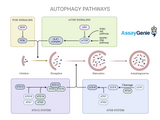 Understanding the Autophagy Pathway: A Critical Process in Cellular Maintenance