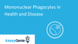 Mononuclear Phagocytes in Health and Disease