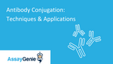 Antibody Conjugation: Techniques and Applications
