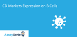 CD Markers Expression on B Cells