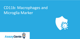 CD11b: Macrophages and Microglia Marker