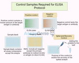 Control Samples Required for ELISA Protocol