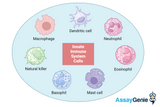 Innate Immune System Cells: An In-depth Overview