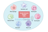 Innate Immune System Cells: An In-depth Overview