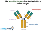 Understanding Immunoglobulin Antibodies: Structure, Function, and Types