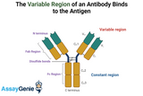 Unraveling the Complexities of Antibodies: Light Chains, Heavy Chains, Constant Regions, and Tumor-Associated Antigens