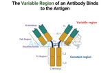 Unraveling the Complexities of Antibodies: Light Chains, Heavy Chains, Constant Regions, and Tumor-Associated Antigens