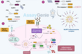 Inflammasome Activation Pathways: A Comprehensive Overview