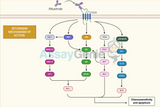 Deciphering B Cell Cancers With a Rituximab Biosimilar