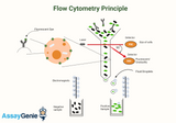 Data Analysis in Flow Cytometry: Harnessing Complexity for Scientific Insight