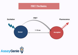 Fluorescence Resonance Energy Transfer (FRET) Assays: An Insight into Molecular Interactions