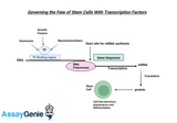 Governing the Fate of Stem Cells With Transcription Factors