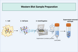 Guide to Western Blot Sample Preparation