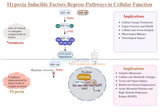HIF Repress Pathways: An Insight into Cellular Oxygen Homeostasis