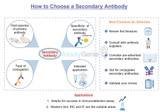 How to Choose a Secondary Antibody