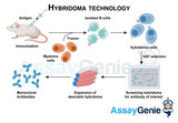 Hybridoma Technology: Revolutionizing Antibody Production