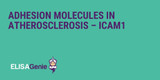 Adhesion molecules in atherosclerosis – ICAM1