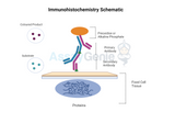 The Importance of Immunohistochemistry Training in Modern Scientific Research