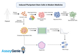 The Transformative Era of Induced Pluripotent Stem Cells in Modern Medicine