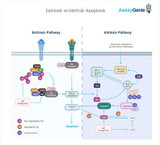 Apoptosis (Intrinsic & Extrinsic Pathways)