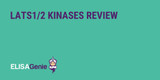 LATS1/2 Kinases Review