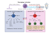 Macrophage Activation: A Keystone in Immune Response and Therapeutic Potential