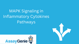 MAPK Signaling in Inflammatory Cytokines Pathways