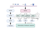 MAPK Signaling: Unraveling the Pathway of Mitogen Stimulation