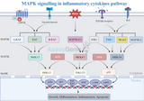 MAPK Signaling in Inflammatory Cytokines Pathways