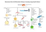 Mesenchymal Stem Cell Differentiation Pathways: Unraveling Lineage-Specific Markers