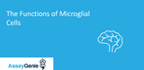 The Functions of Microglial Cells & Their Role in Neurodegenerative Disorders