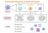 Mononuclear Phagocytes in Health and Disease