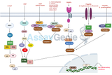 Nod-Like Receptor Signaling Pathway: A Keystone in Innate Immunity