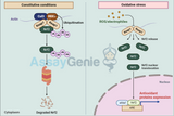 NRF2 Signaling: A Keystone in Inflammation and Disease Management